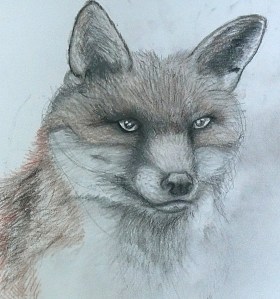 fox sketch