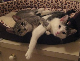 Howard Vincent Howard and Vincent