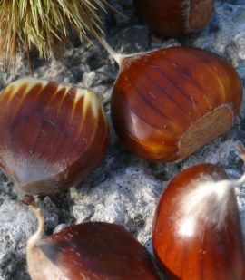Marrone Chestnuts