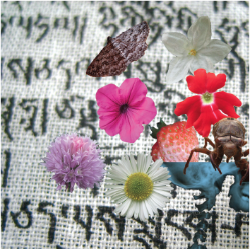 Image Alison Boyd ©