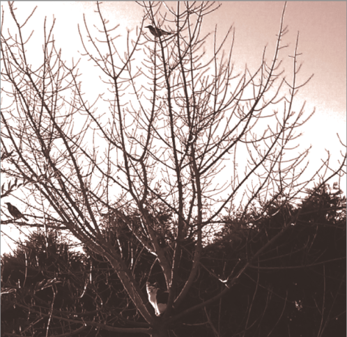 Image Alison Boyd ©