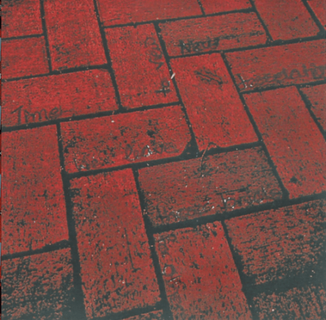 Text & Image Alison Boyd ©