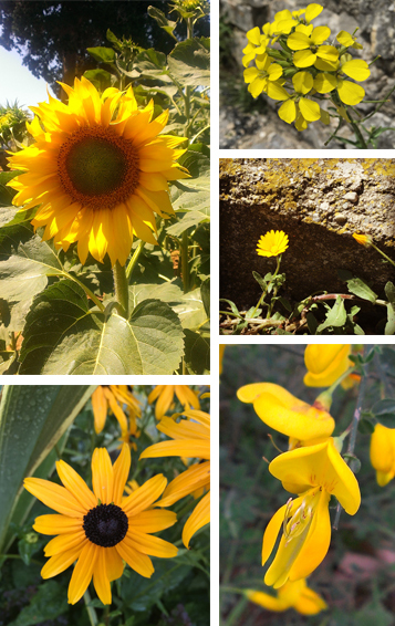 mARTEdì: Flowers of the Maremma
