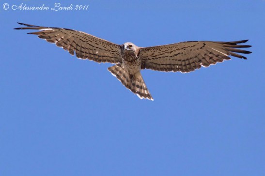 Biancone (Circaetus gallicus) 03