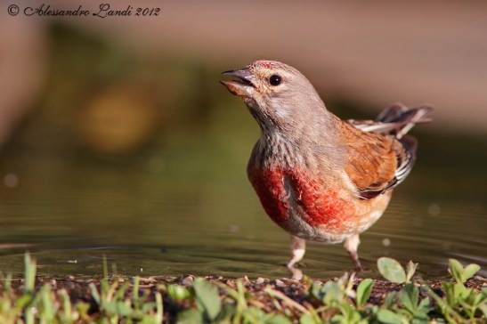 Fanello ( Carduelis cannabina ) 03