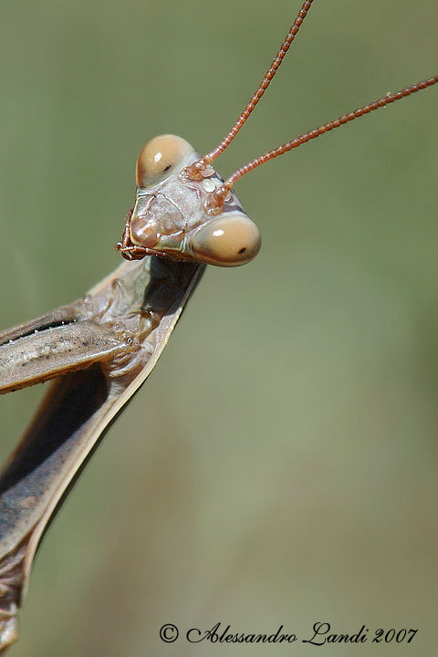 Mantide Religiosa - Mantis religiosa