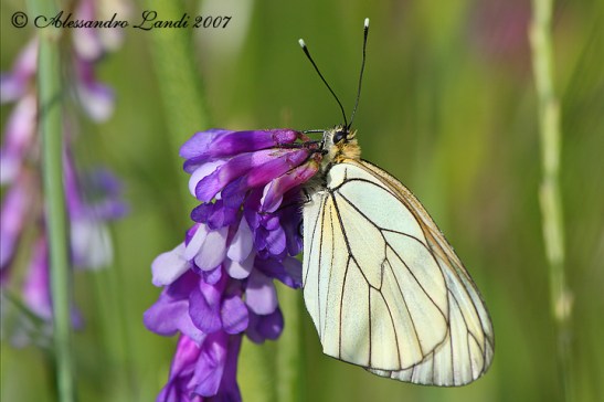Pieride Del Biancospino ( Aporia crataegi ) - 02