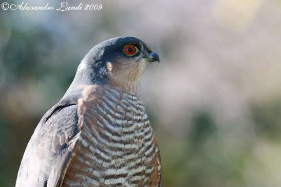 Sparviere eurasiatico (Accipiter nisus) 02