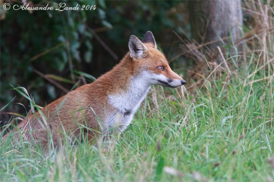 Volpe_rossa_Vulpes_vulpes_01