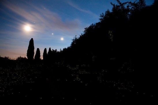 MG_Nightlights_IV@2OPT