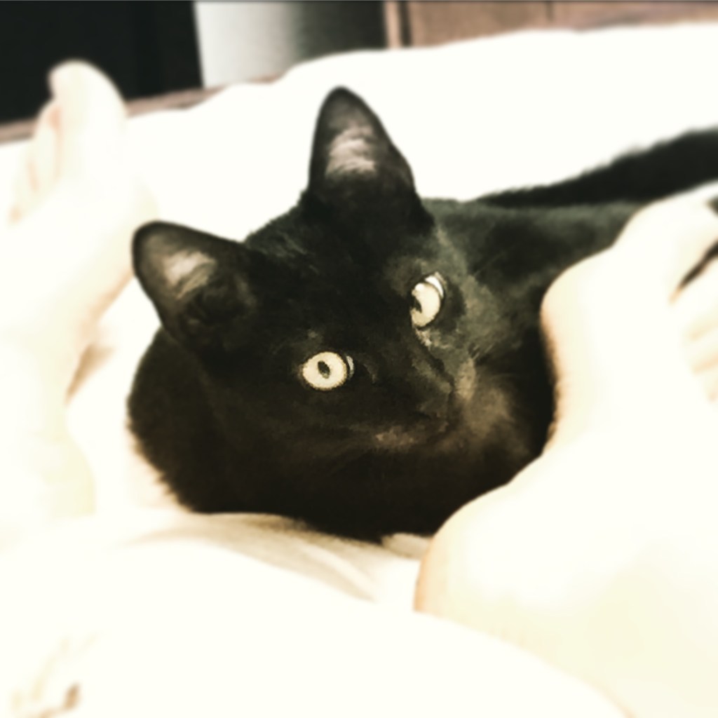 Purrsday: little Scottparker