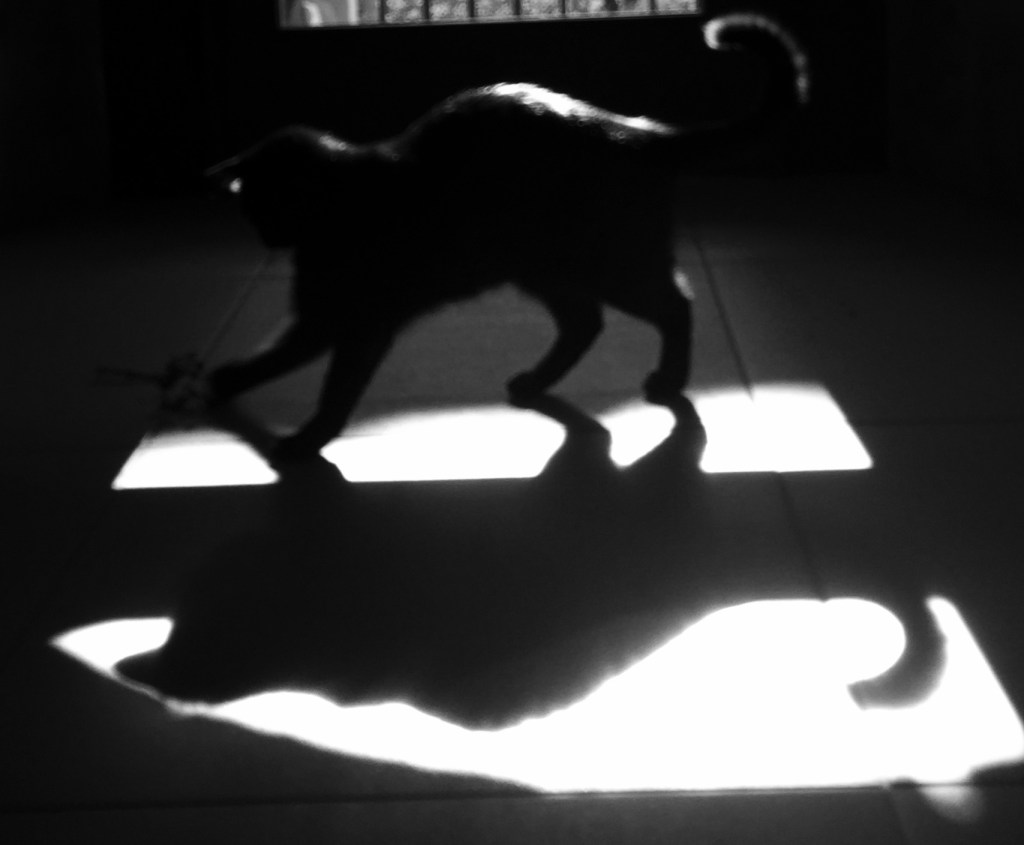 Purrsday Thursday 13