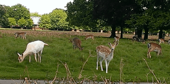 Screen Shot 2014-05-21 at 1.12.54 PM