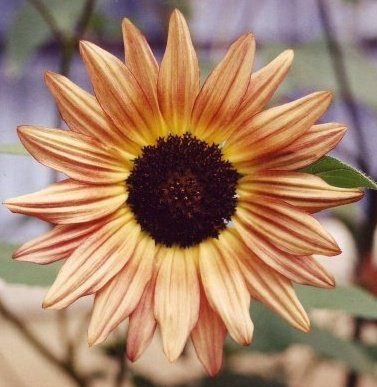 sunflower-2