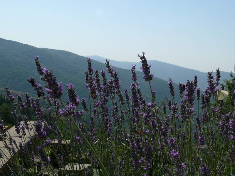 • Week 4 • Sestina&nbsp;•