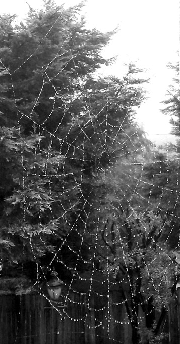 Spiderweb